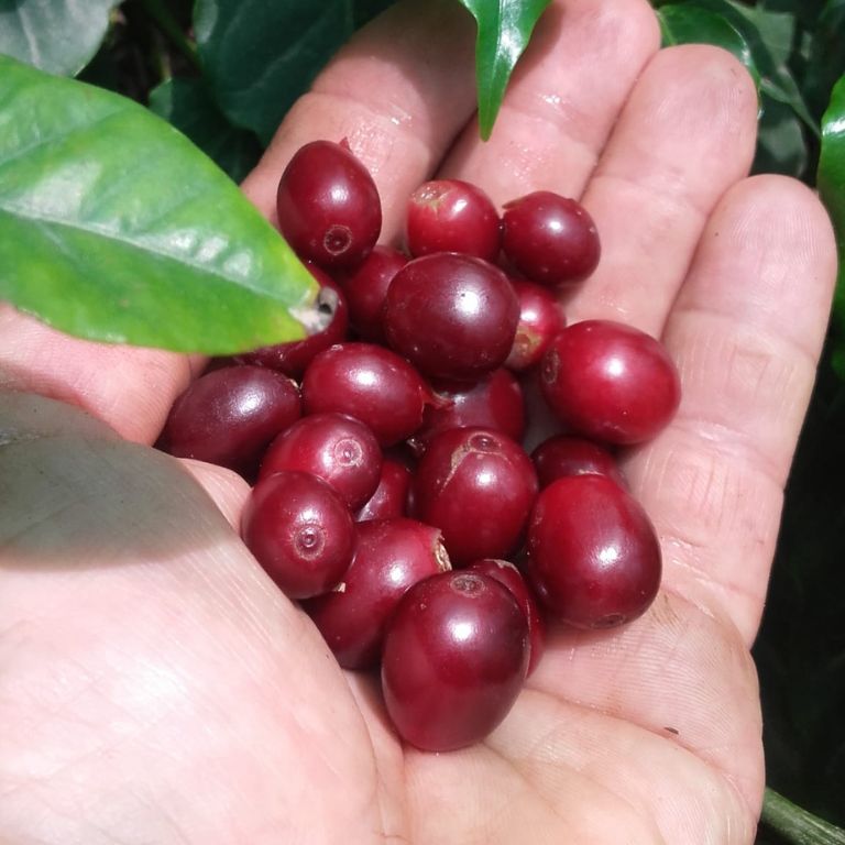 cerezas del café