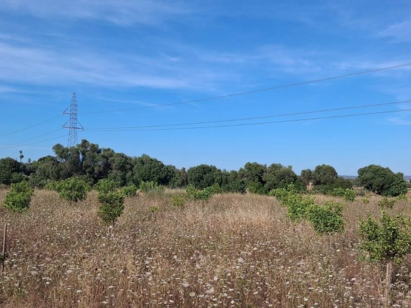 Cafès Illes Balears, tostador de cafe artesanal en Mallorca Nuestro compromiso con la sostenibilidad, desde el tostadero hasta la finca
