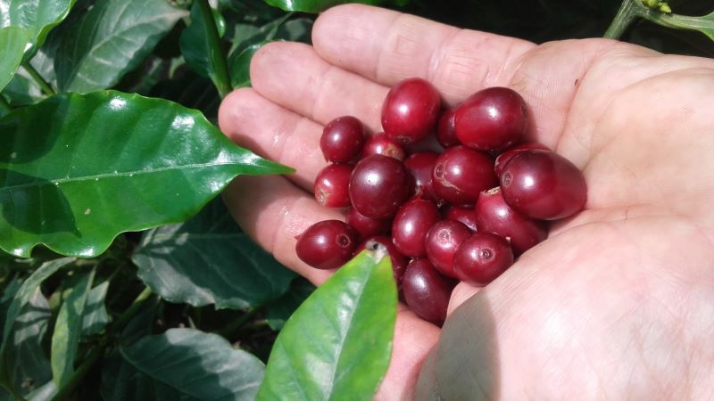 VALORES-DE-CAFES-ILLES-BALEARS-5 compost finca Cafès Illes Balears
