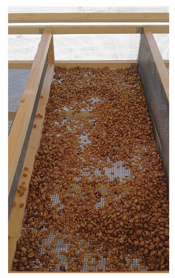 Cosecha de nuestra finca secada mediante proceso honey Cosecha de nuestra finca secada mediante proceso honey