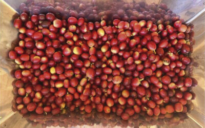 ¿Qué es la fermentación del café? ¿Y por qué es clave?