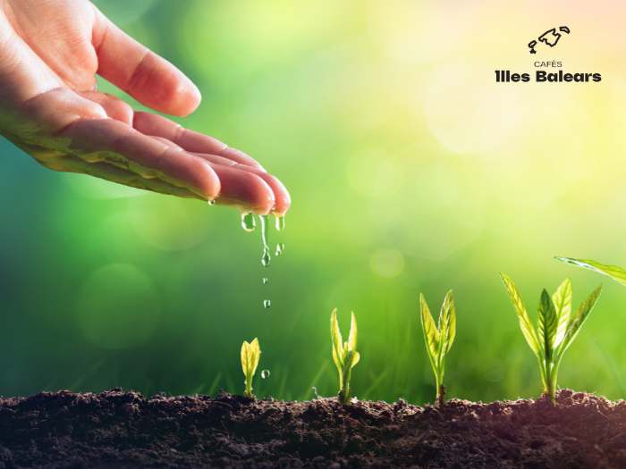 sostenibilidad-hidrica-mallorca-cafes-illes-balears-3 Sostenibilidad Hídrica y Maestría en Mallorca: El Compromiso de Cafès Illes Balears para 2026